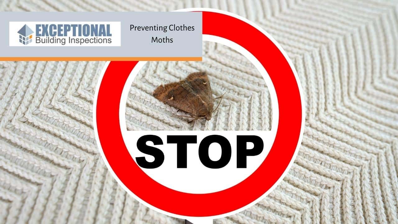 https://www.ebi.net.au/wp-content/uploads/2021/12/Preventing-Clothes-Moths.jpg