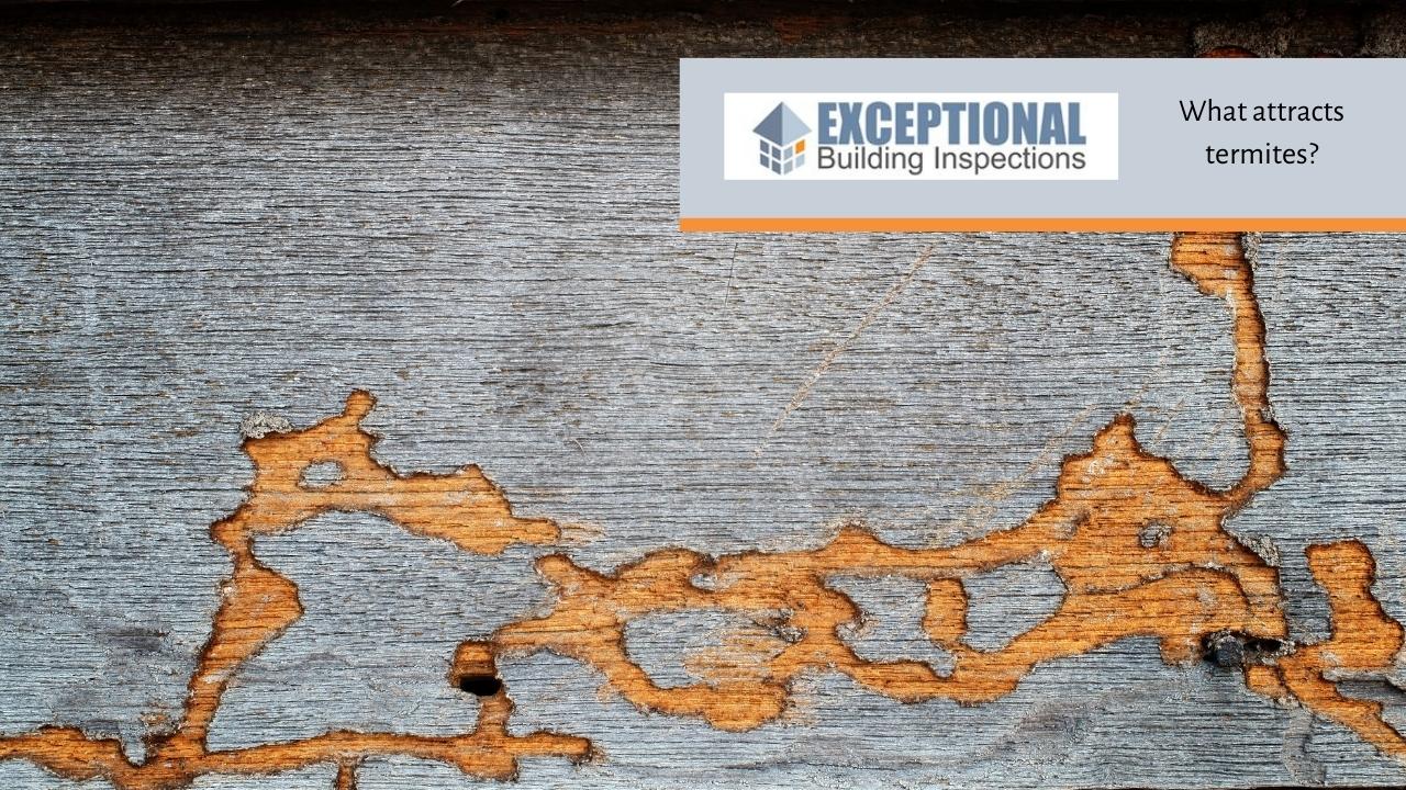What attracts termites