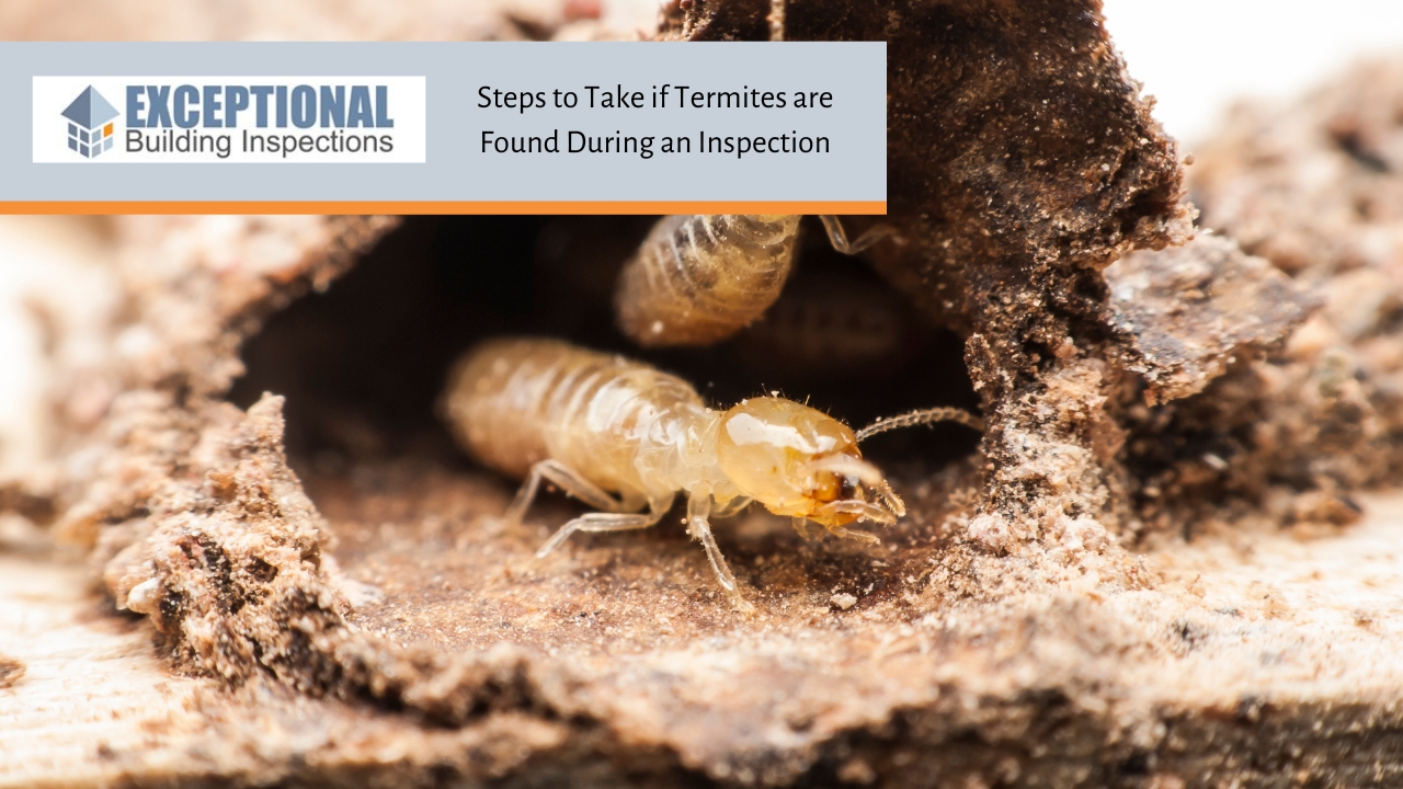 Blog - Real Estate Drug Testing Steps to Take if Termites are Found During an Inspection